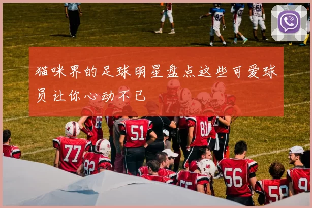猫咪界的足球明星盘点这些可爱球员让你心动不已