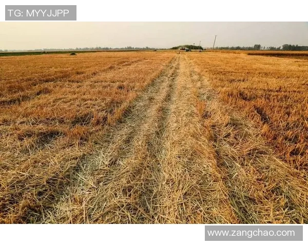 果园里的四季变迁：探索丰收的秘密与自然的奇妙共舞